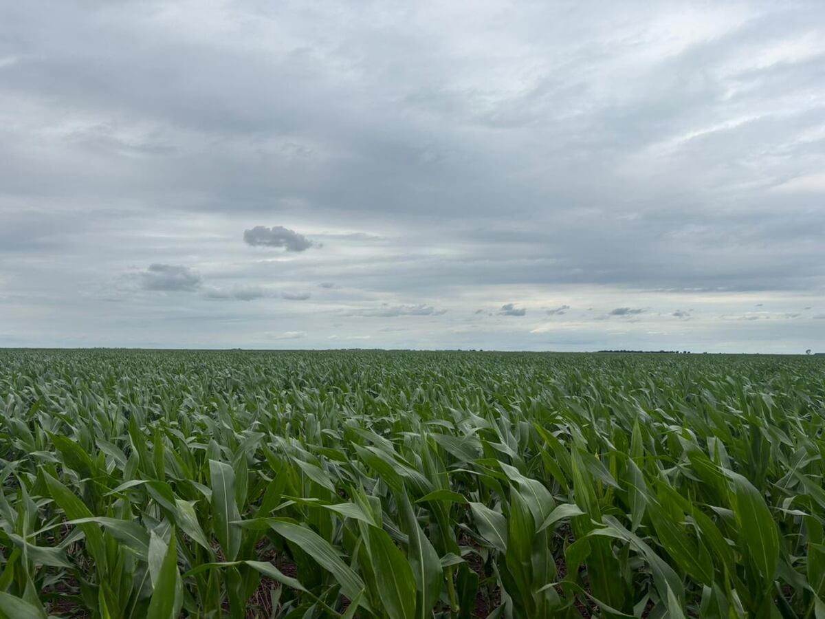 MAÍZ. Cultivo de maíz tardío espera por la tormenta en el departamento General Roca (Gentileza)
