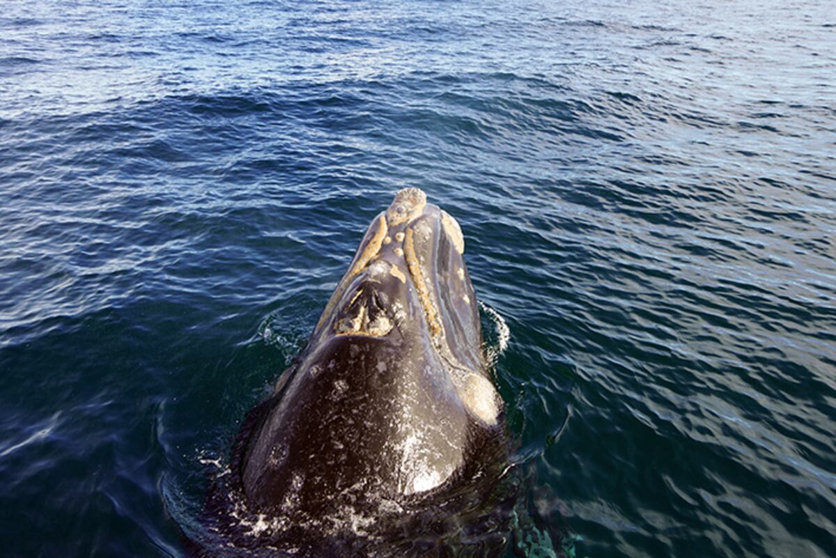Tres días en Puerto Madryn, por los rincones más lindos junto al mar patagónico. (Foto: Daniel Santos)