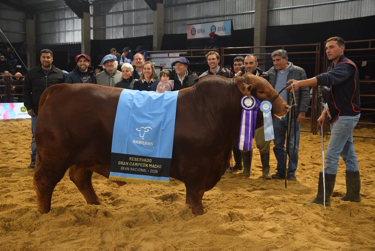 EL PORVENIR. El reservado gran campeón macho de la cabaña de Quilino. (Gentileza Expoagro)