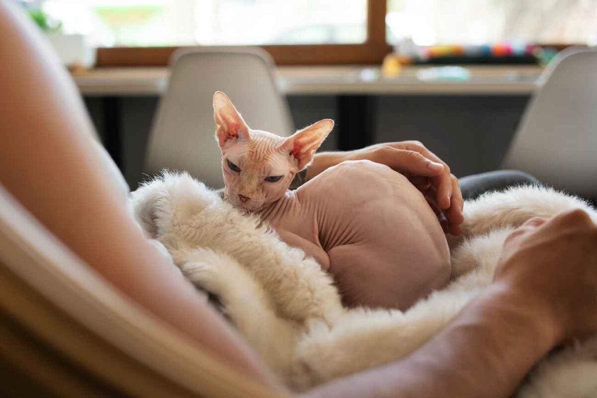 Gato esfinge. La elección de un gato suele basarse en factores como el pelaje, el temperamento o la apariencia. (Freepik)