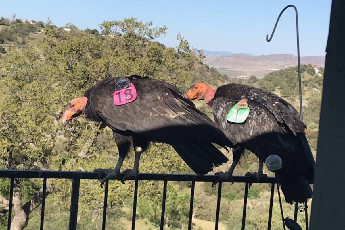 Los cóndores californianos que se obsesionaron con la casa de Cinda Mickols. Todos tenían alguna identificación de un programa de rastreo de estas aves (fotos publicadas por @SeanaLyn en Twitter).