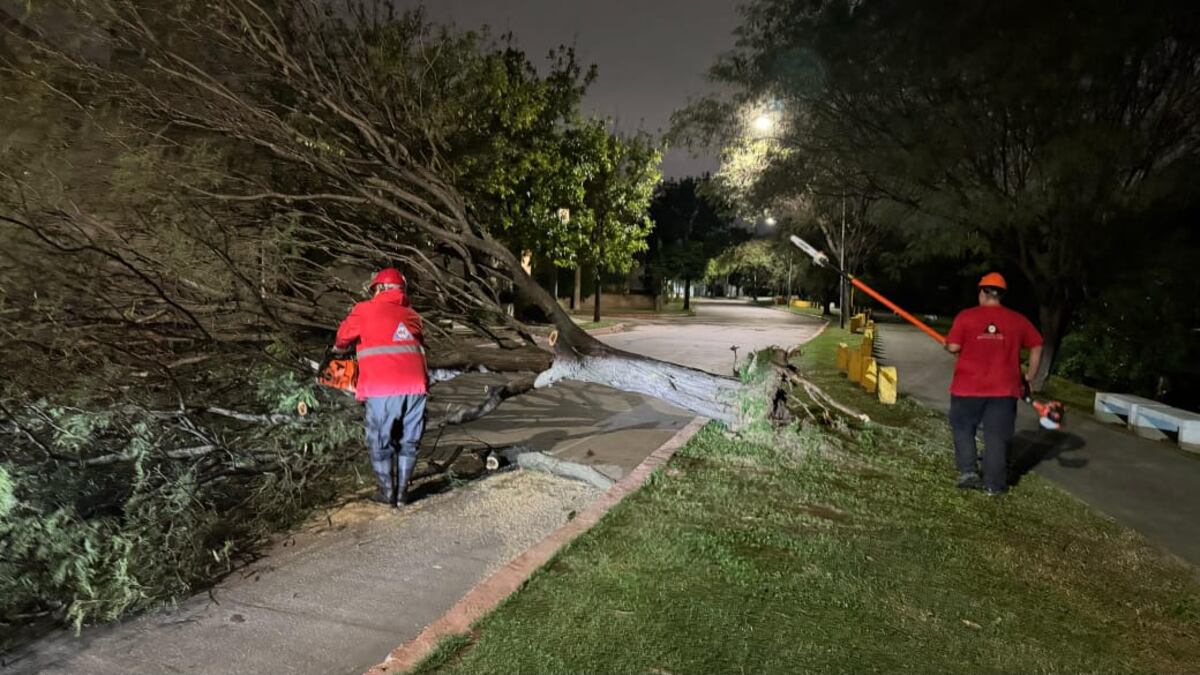 Árboles caídos tras la tormenta en Córdoba de este domingo.