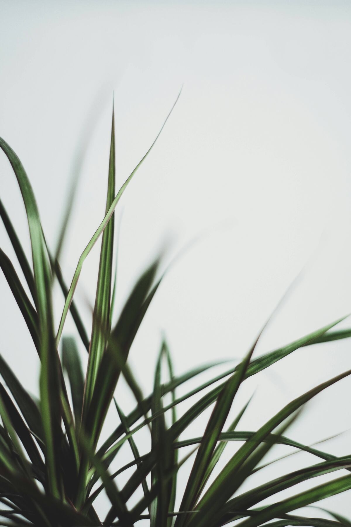 Dracaena marginata. (Unspash)