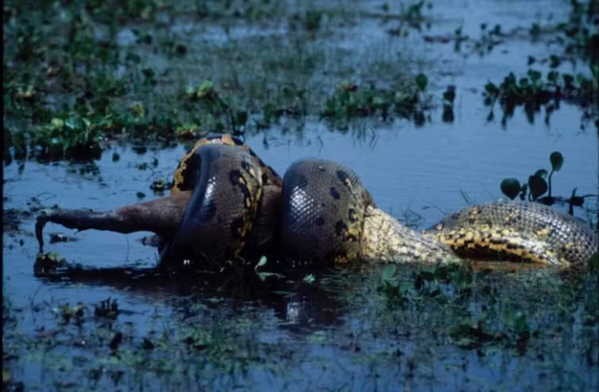 La anaconda verde tiene mandíbulas grandes y flexibles. En la imagen: una anaconda verde devorando un ciervo. (JESÚS RIVAS)