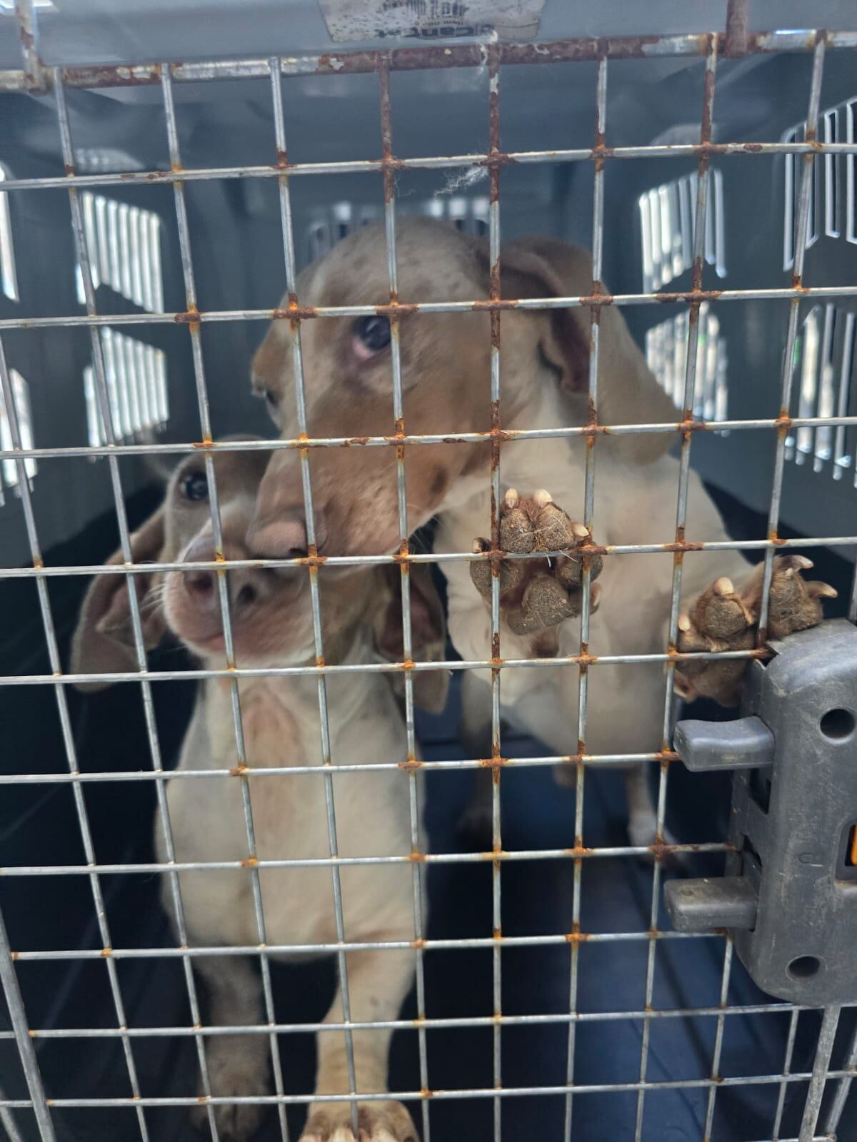 Unos 30 perros de raza en condiciones deplorables fueron rescatados en Jesús María. (Policía de Córdoba)
