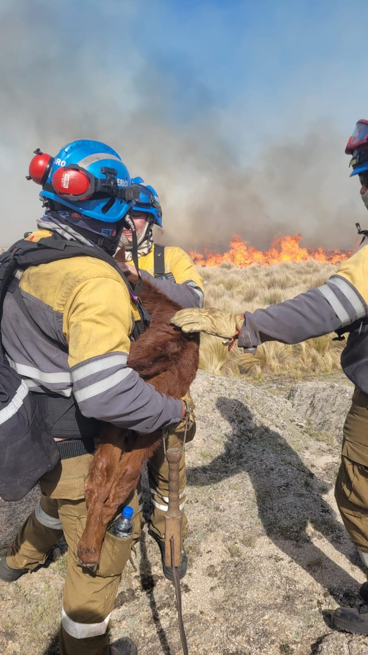 Bomberos tratan de salvar a un animal de las llamas cercanas, este miércoles (PPMF)