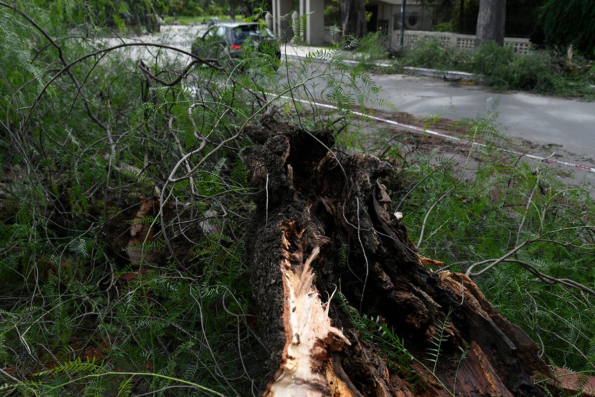 Árboles caídos una de las primeras urgencias en Capital. (Ramiro Pereyra / La Voz)