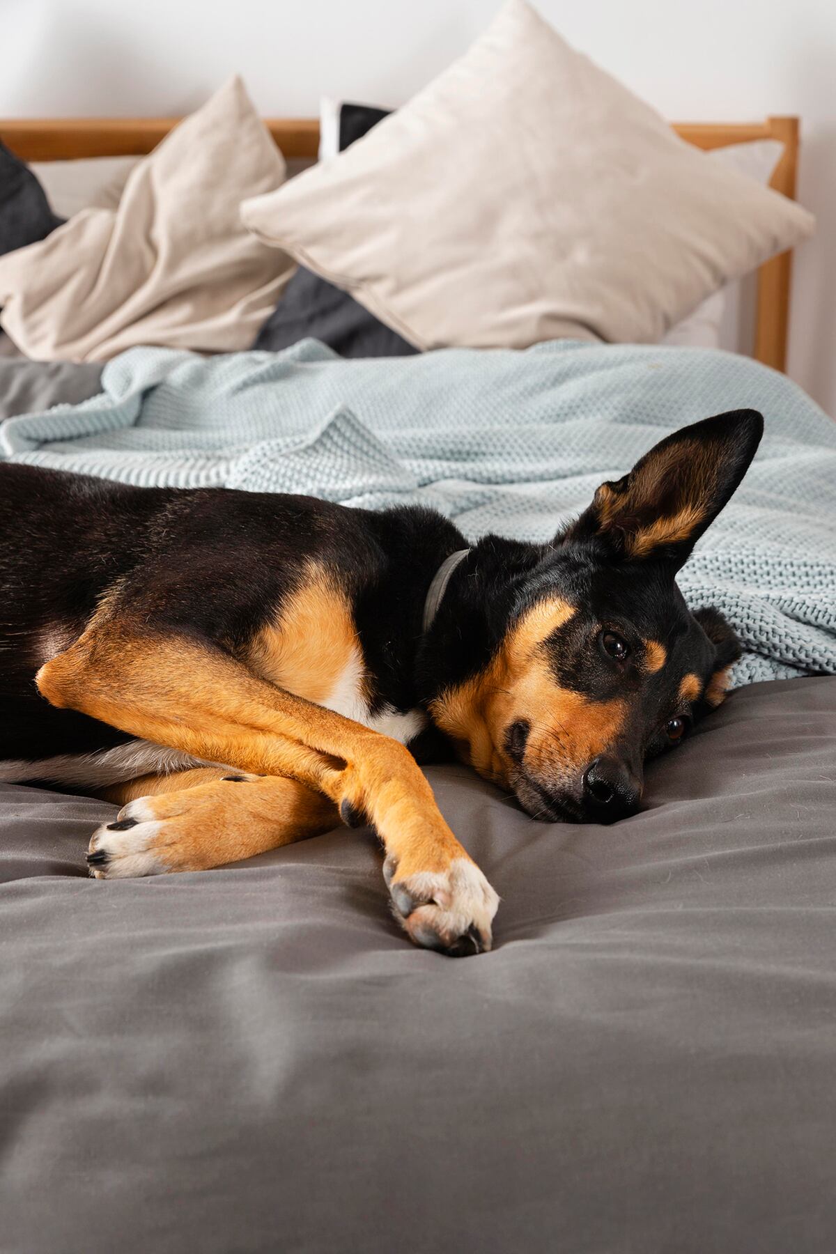 Por qué los perros duermen así con sus dueños. (Freepik)
