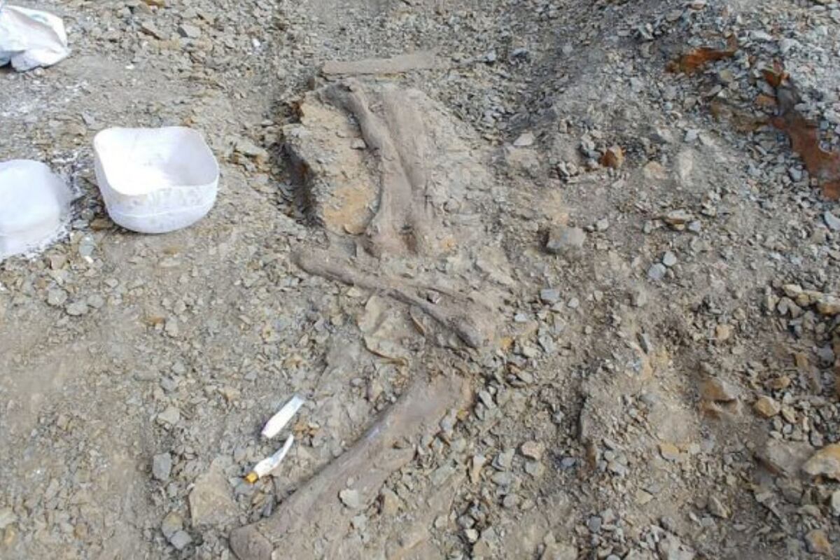 La investigación se hizo en el marco del proyecto “Fin de la Era de los Dinosaurios en Patagonia”, financiado por National Geographic. Foto: gentileza Vincent Brusca)