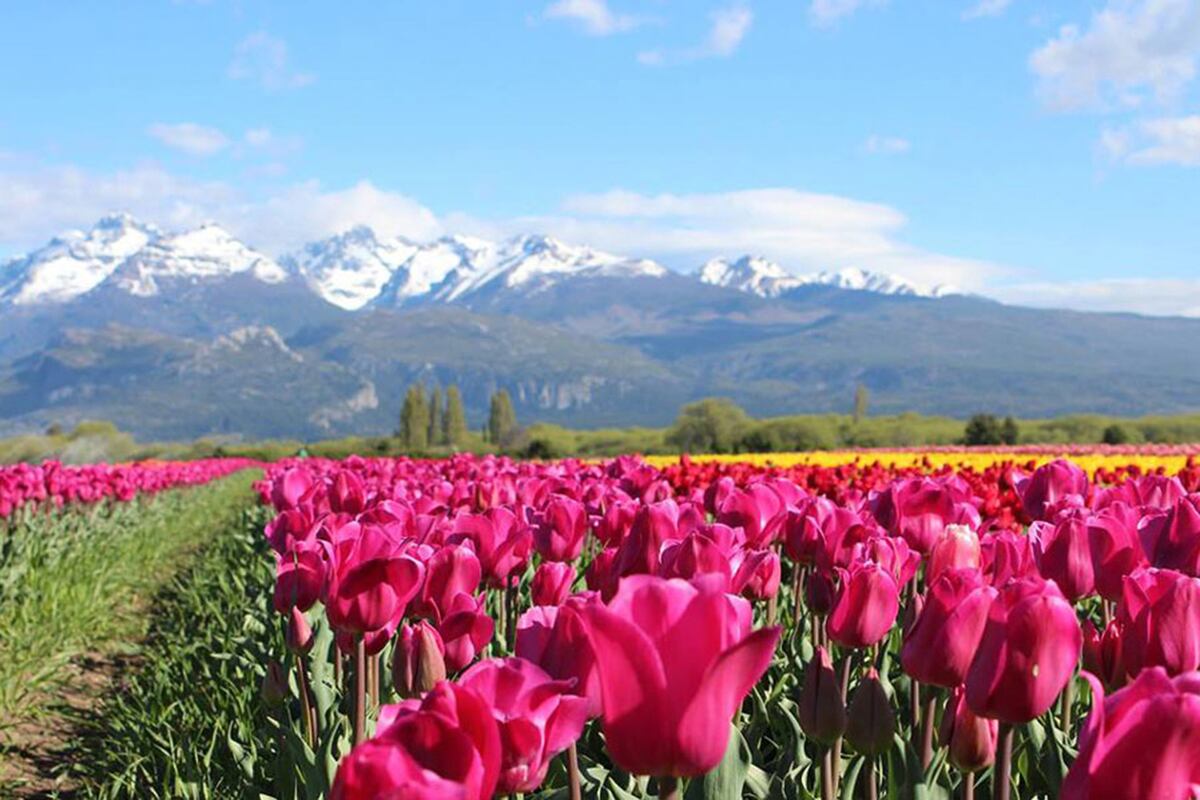 Holanda en casa. No es necesario cruzar el charco para visitar magníficos campos de tulipanes. (Gentileza: Chubut Turismo)