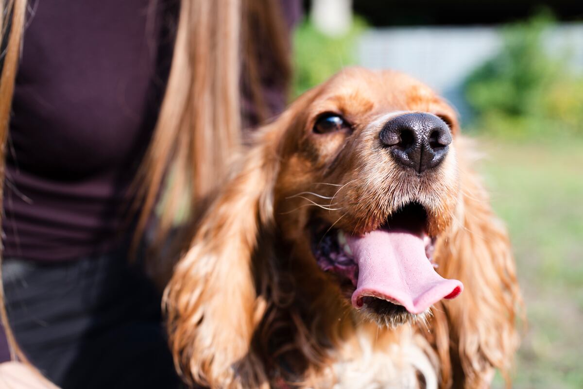 Un veterinario reveló que 5 razas de perro no recomienda tener y estalló la polémica