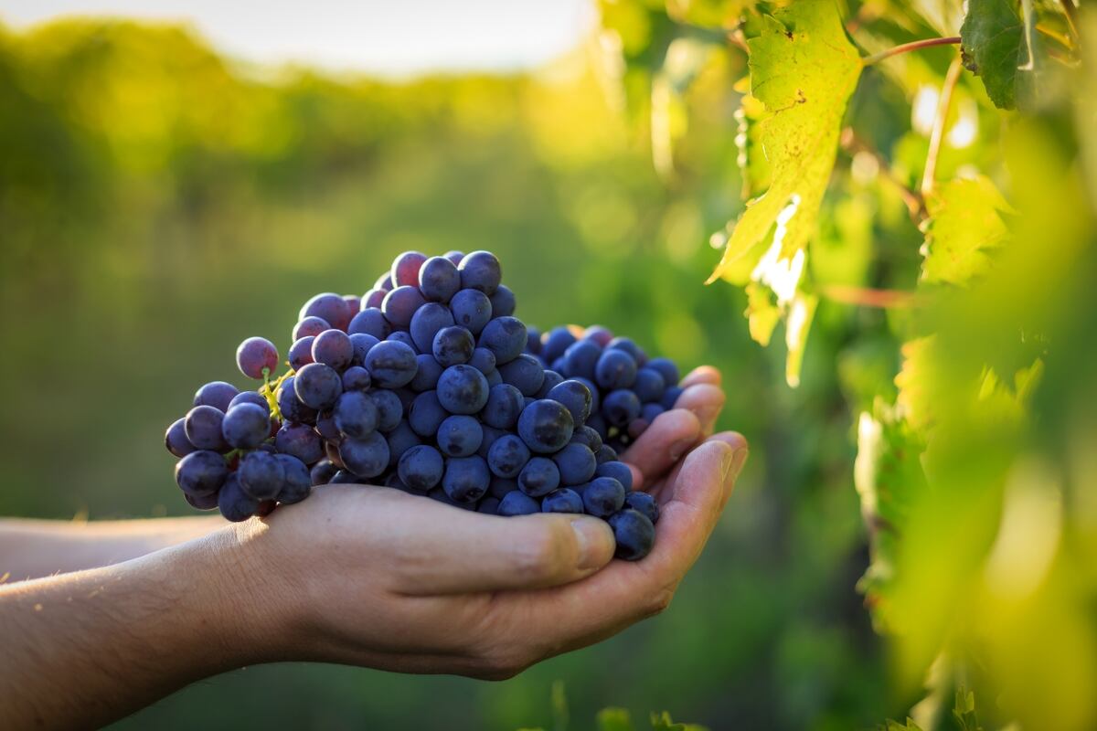 La fruta con antioxidantes más beneficiosa para la salud.