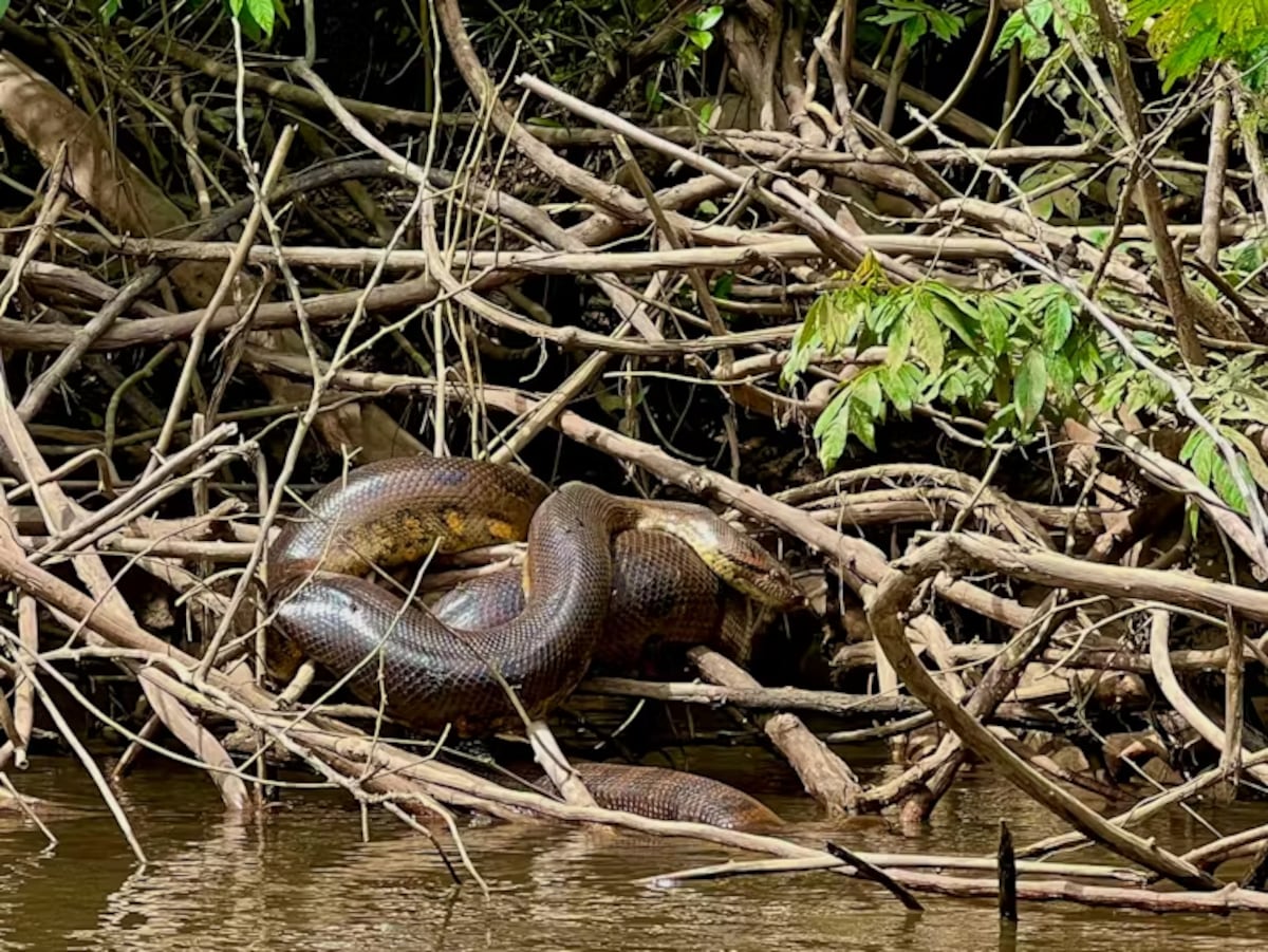 Los científicos descubrieron una nueva especie de serpiente conocida como anaconda verde del norte. (Bryan Fry)
