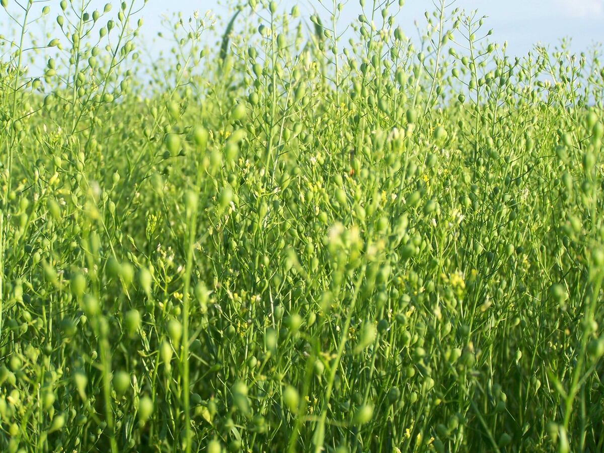OLEAGINOSA. La camelina, como cultivo invernal busca meterse en las rotaciones agrícola. (Gentileza LDC)