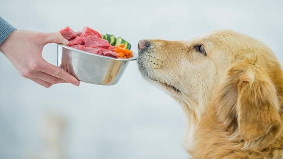 Carne cruda para perros: ¿moda saludable o riesgo oculto? Qué recomiendan los veterinarios