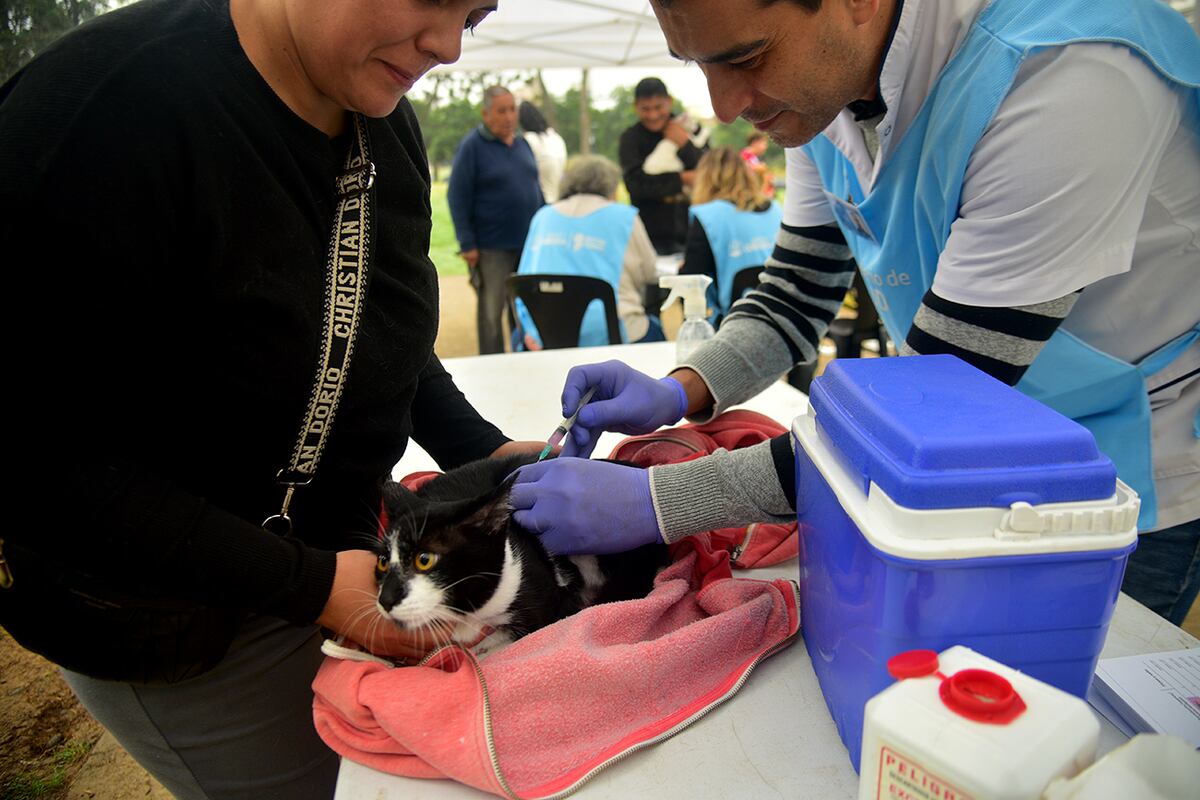 Córdoba. Llevan adelante la campaña gratuita de vacunación y desparasitación para perros y gatos en el Parque de las Tejas. (Pedro Castillo / La Voz)