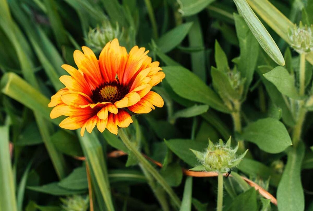 Tres plantas ideales para sembrar en noviembre y lograr un jardín vibrante en pleno verano