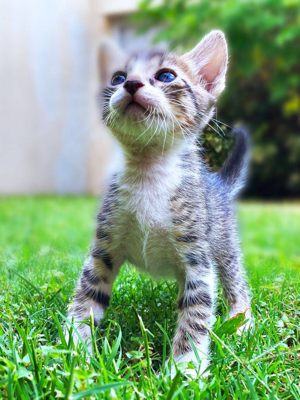 Más que simples mascotas, los gatos pueden convertirse en un apoyo emocional clave en tiempos de crisis. (Julio Audisio)