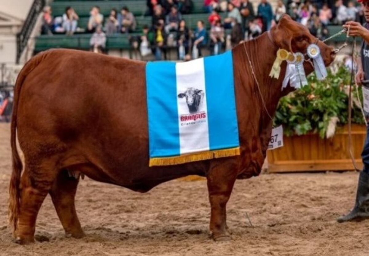 El Gran Campeón Hembra. (La Voz)