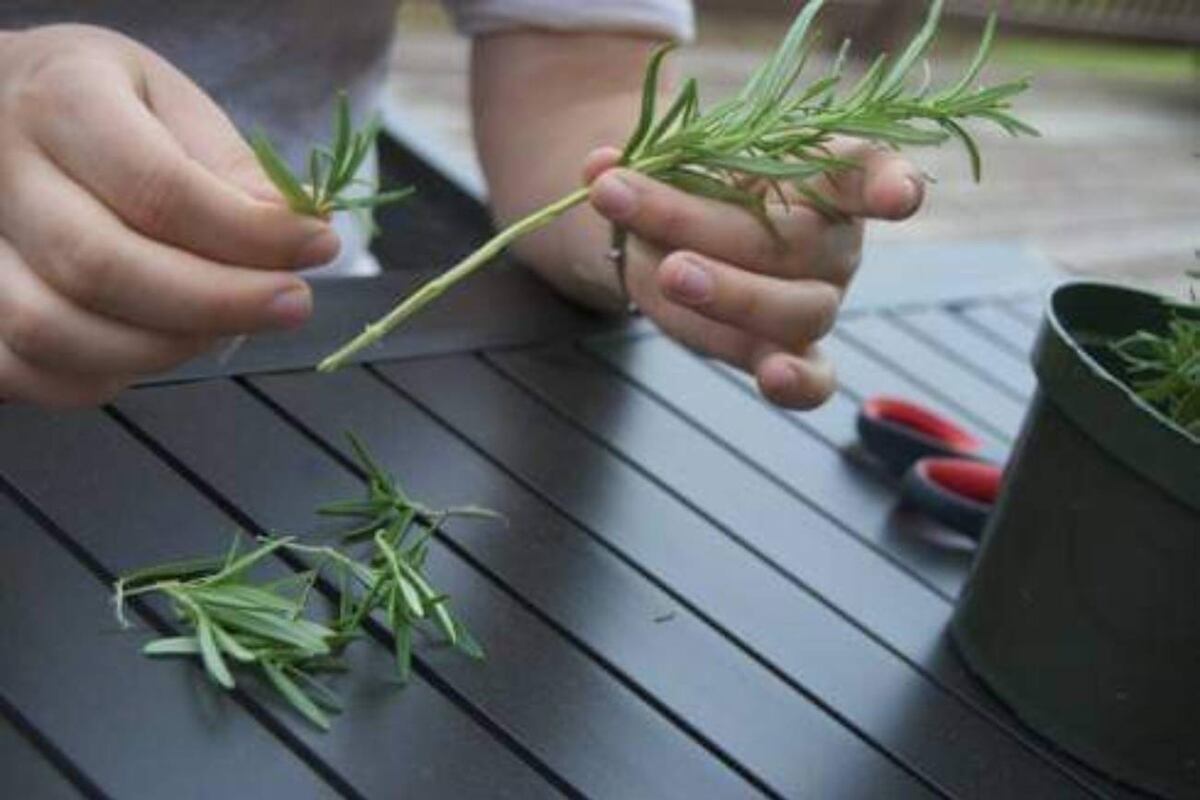 Distintos métodos sencillos para multiplicar plantas de interior y exterior. (La Voz)