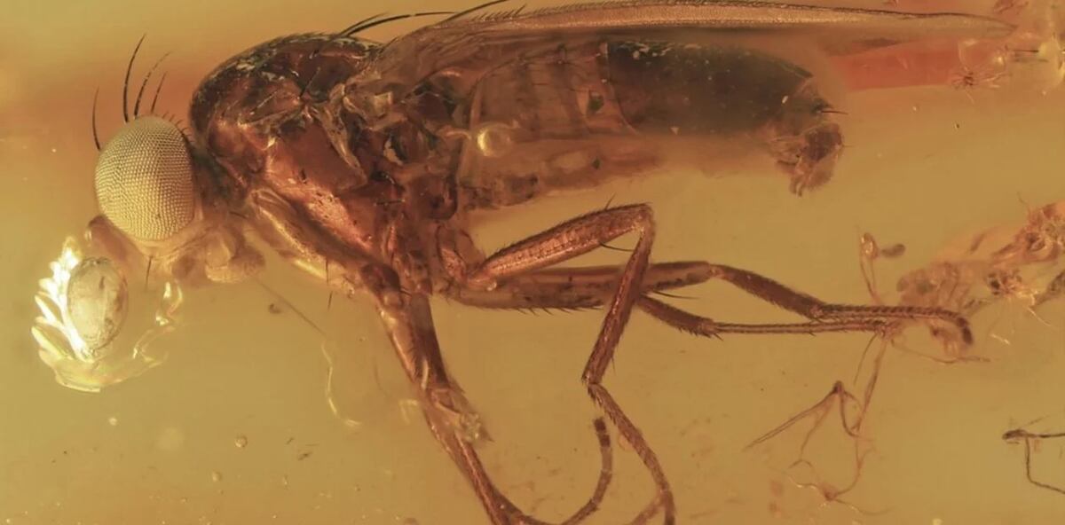 La nueva especie fue bautizada como "Christelenka multiplex". (Jindřich Roháček et al.)