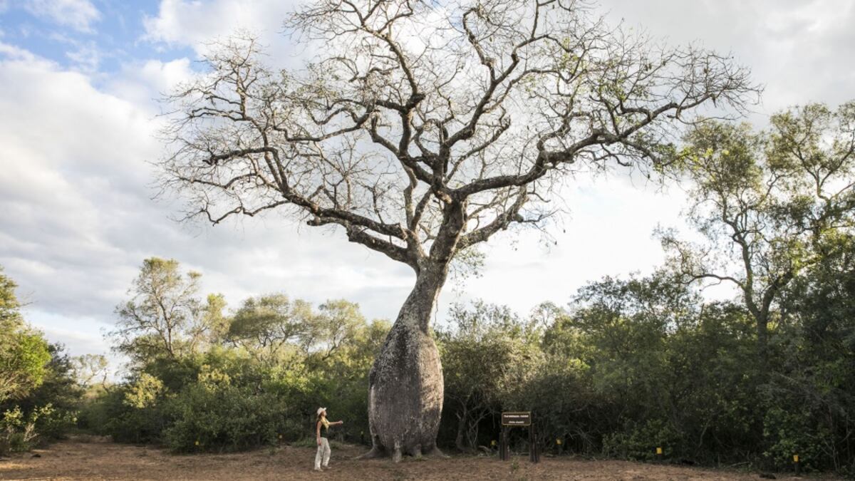 La provincia de Chaco tiene lugares poco explorados turísticamente, pero está creciendo el interés por sus destinos. (Foto: Argentina.gob.ar)