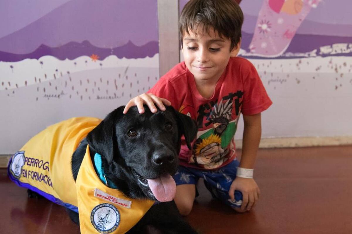 La experiencia que inauguró exitosamente en el Hospital Garrahan el nuevo "Programa de terapia asistida con animales" (Taca), tuvo por protagonistas a Noah, un niño de 5 años trasplantado de riñón, y a la perra Bella, una Golden retriever entrenada por la Escuela de Perros Guía Argentinos. (Prensa)