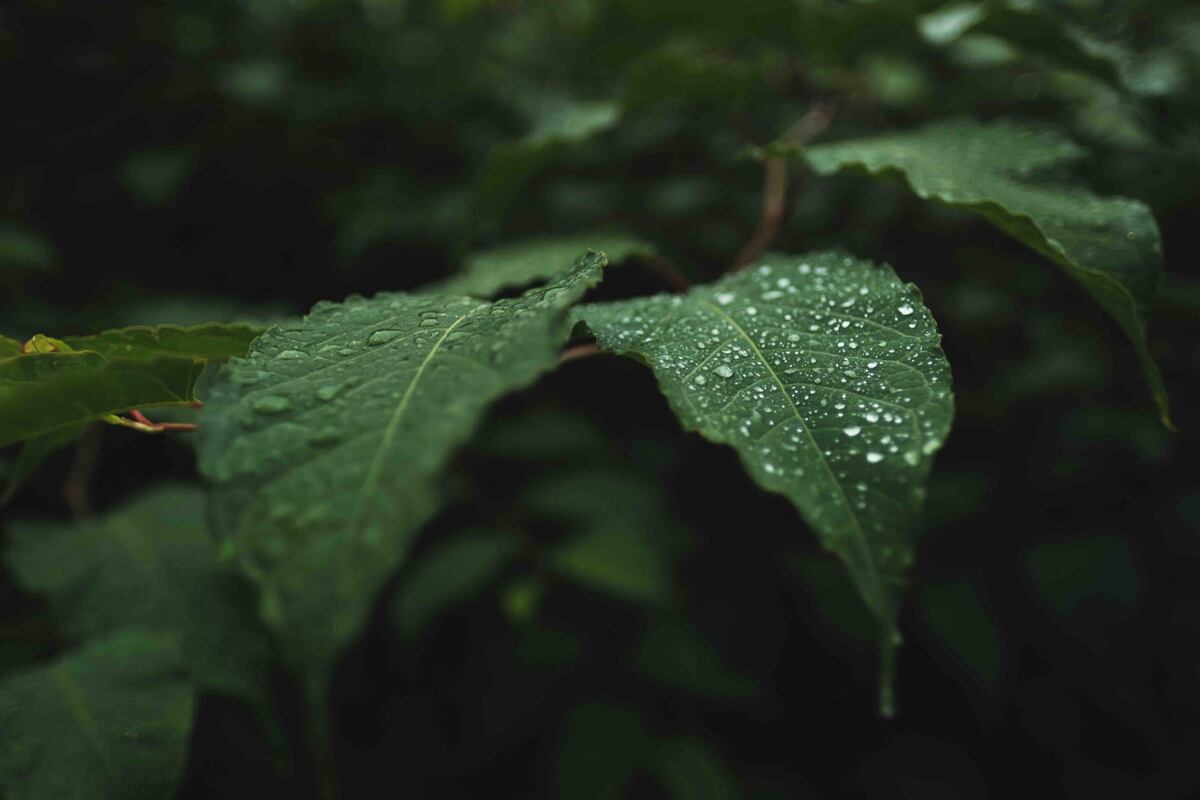 Las precipitaciones ofrecen muchos beneficios para la vida del ecosistema. Freepik.