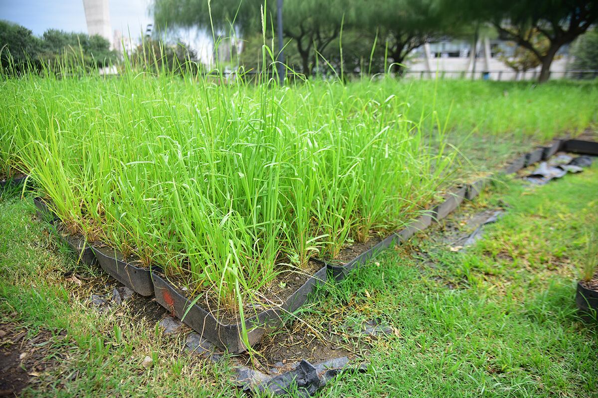 El paisajismo prevé una alta densidad de plantas nativas, con predominio de gramíneas cordobesas adaptadas a perfiles de suelo de escasa profundidad (Pedro Castillo / La Voz)