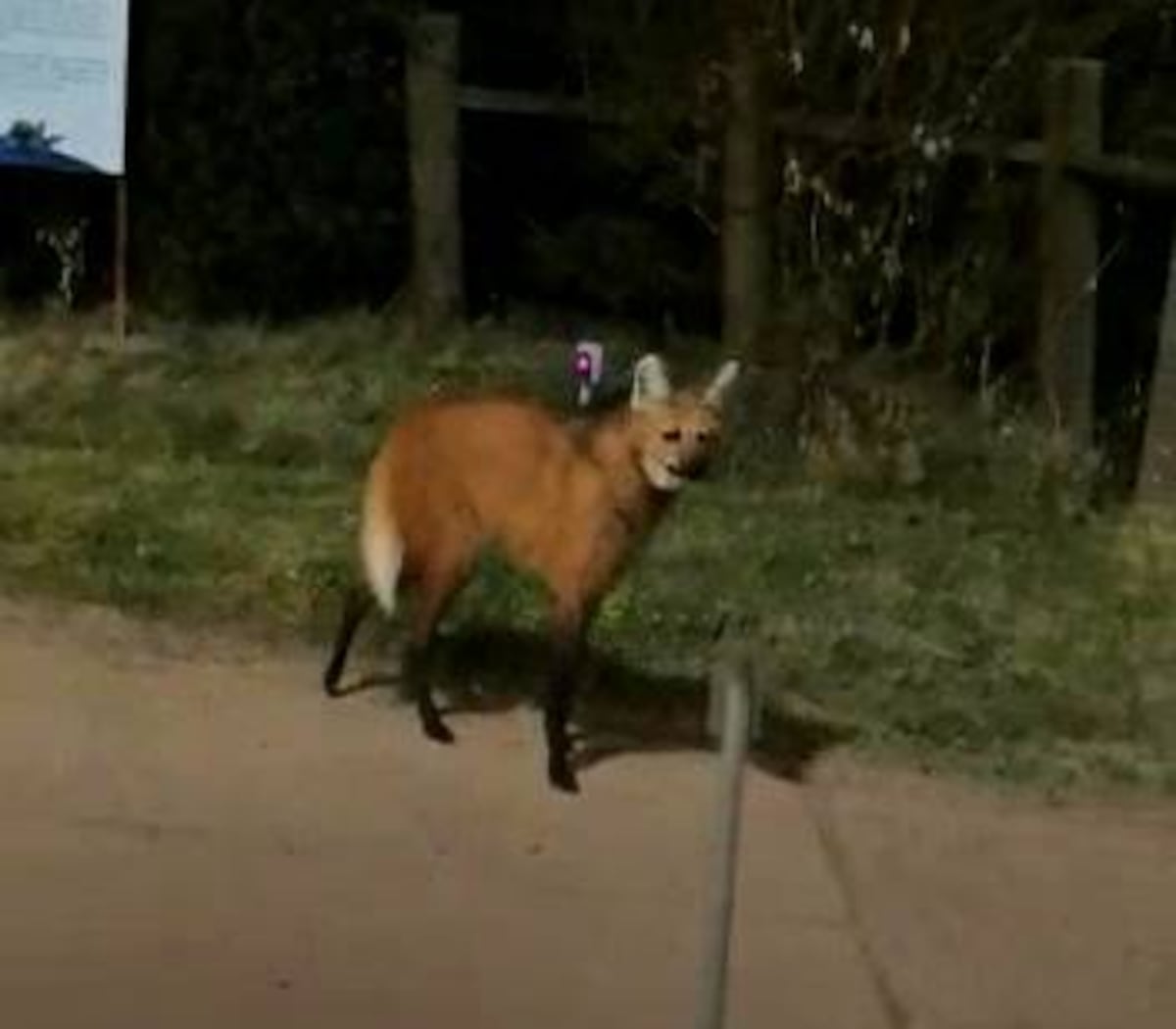 El "zorro con zancos" que grabó Víctor en Uruguay. (La Diaria)