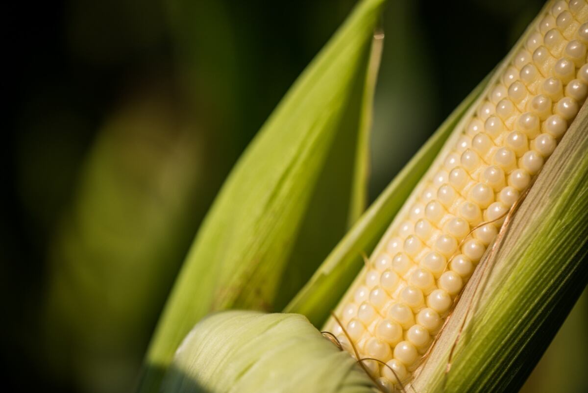 En la región templada de Argentina se observó una mejora en la eficiencia de uso del nitrógeno al fertilizar con urea estabilizada por medio de Verdesian Nue Charge G. (Foto: Verdesian)