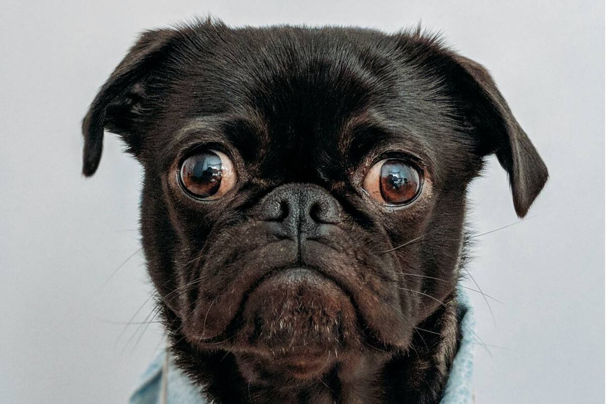 Los cerebros de los perros son sensibles a la prosodia dirigida a bebés y perros. (Unsplash)