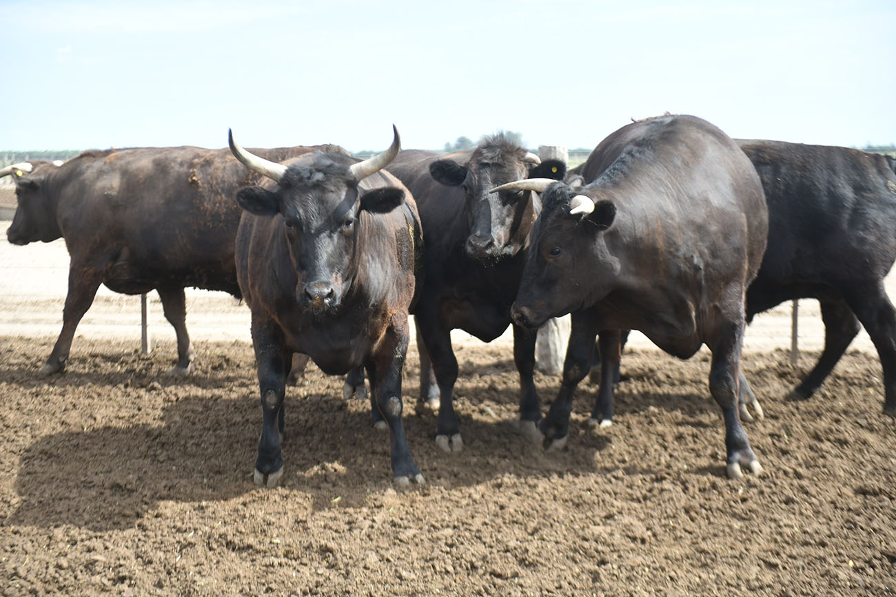 Establecimiento Don Mariano de Mariano Grimaldi socio gerente del Frigorífico Logros donde crian la raza bovina japonesa Wagyu ( Ramiro Pereyra /La Voz )