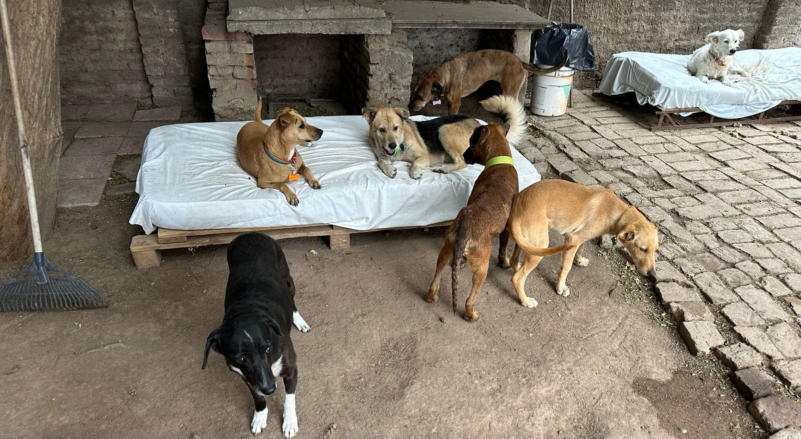 Rescatistas de animales como la Fundación Milagros Perrunos están preocupados por el aumento de animales callejeros. (Archivo la Voz)