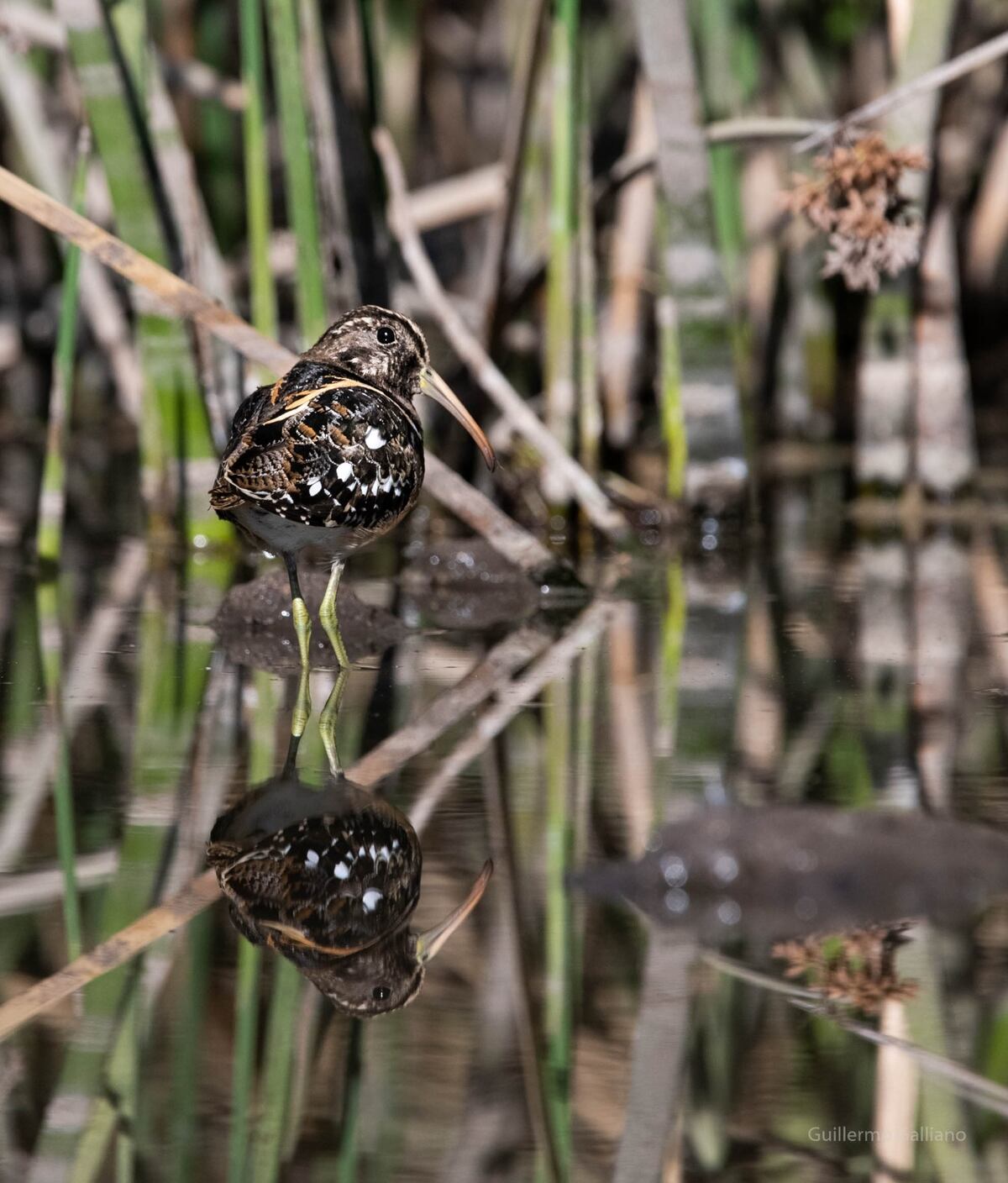 Aves de Córdoba. El aguatero, mimetizado entre juncales y reflejado en el agua (Guillemo Galliano)