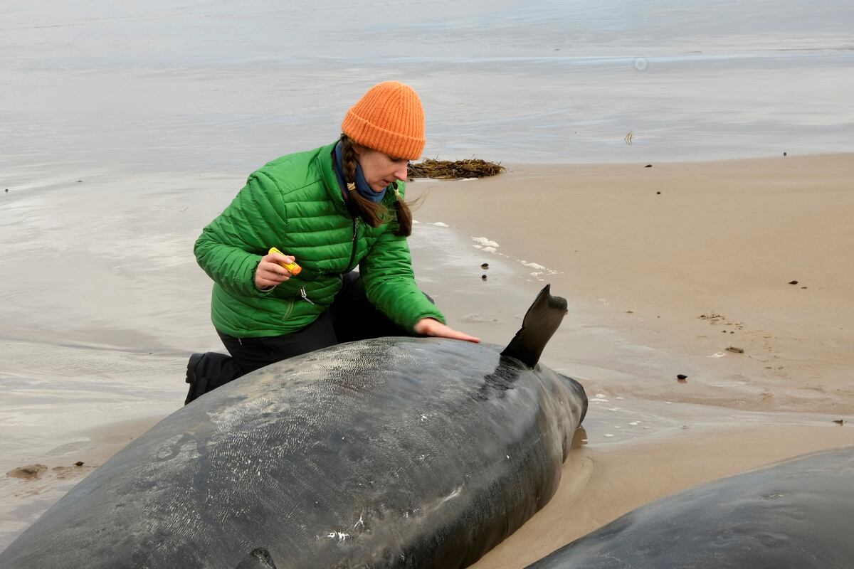 Personal del Departamento de Recursos Naturales y Medio Ambiente de Tasmania inspecciona a una ballena . (NRE vía AP)