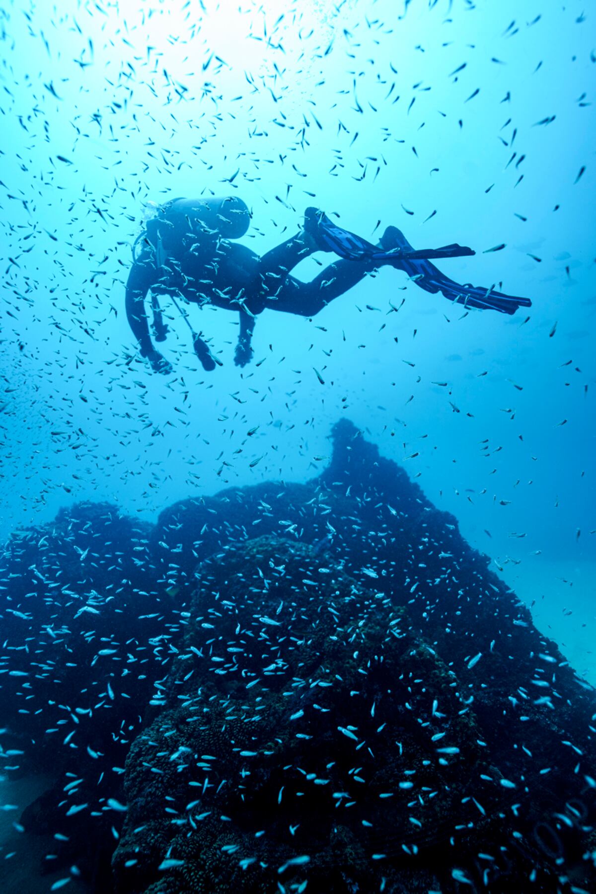 Buceo en Cabo Pulmo. (Visit Los Cabos).