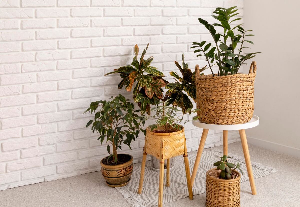 Todavía sirve: los mejores trucos de los expertos para revivir una planta