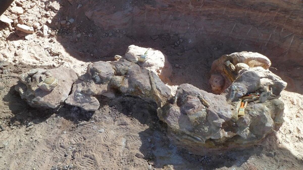 El Conicet descubrió una nueva especie de dinosaurio.