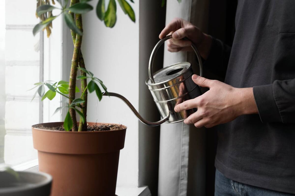 La hidrofobia del sustrato puede hacer que el agua no llegue a las raíces. Con este truco es posible recuperar la planta y evitar desecharla innecesariamente. (Freepik)