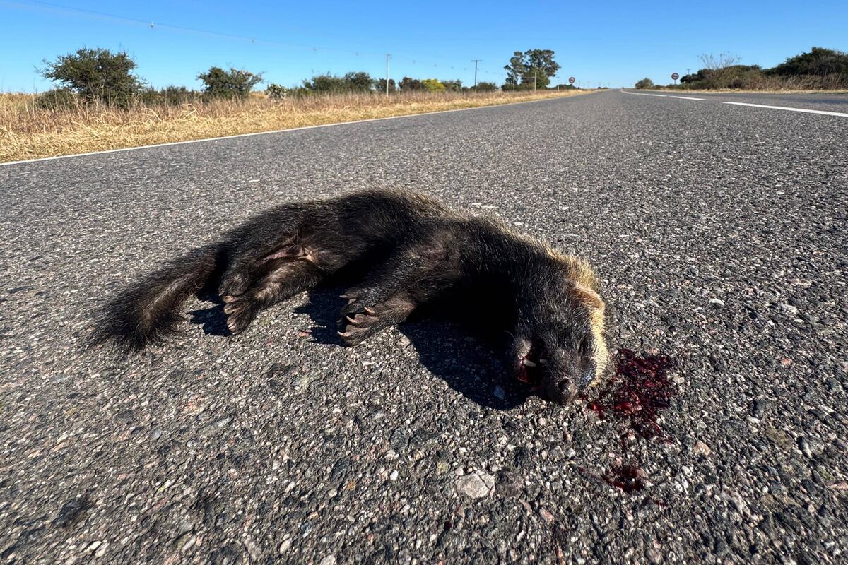 Zorrino atropellado en rutas cordobesas.