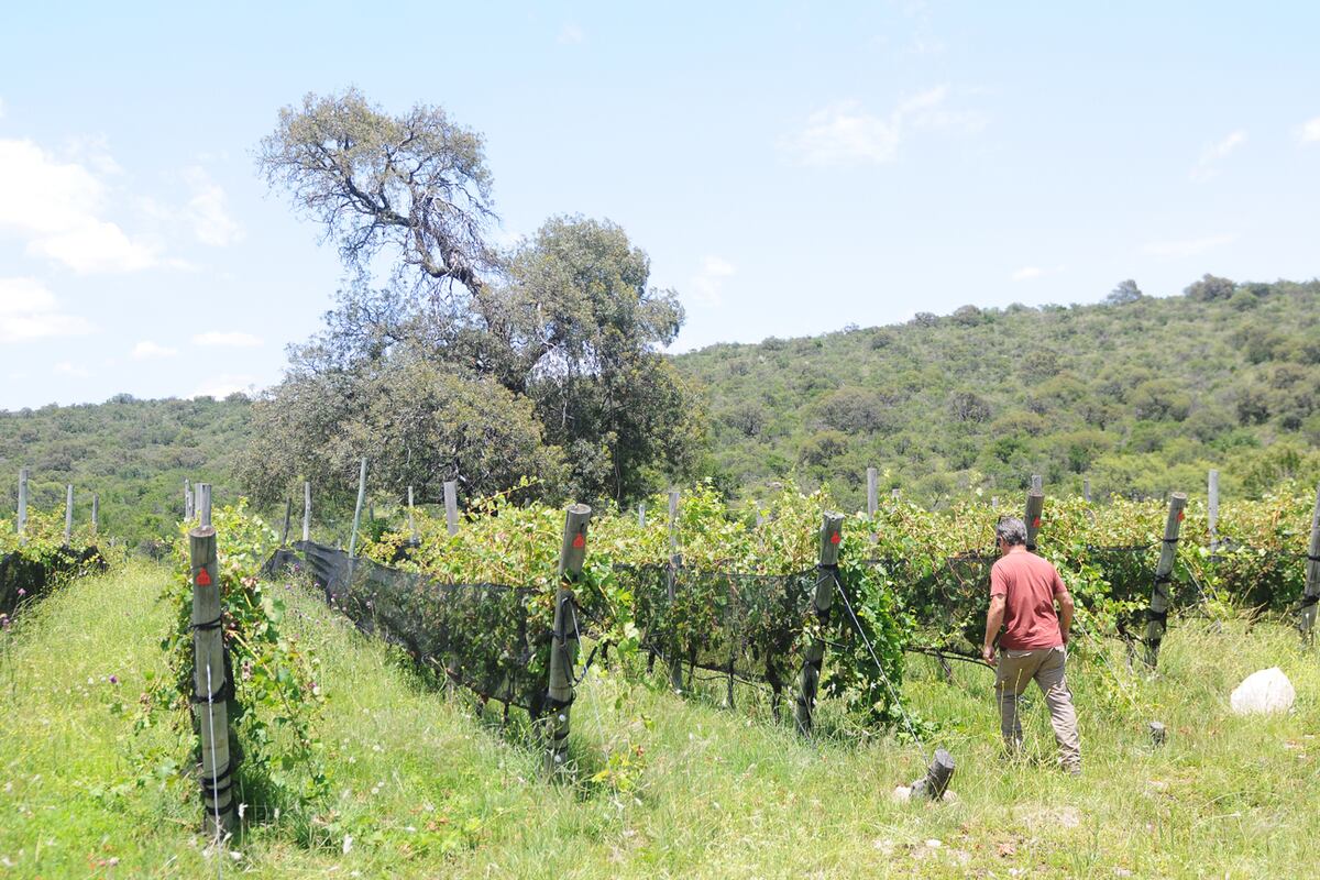 El respeto por la naturaleza es esencial en la bodega. (Javier Ferreyra / La Voz)