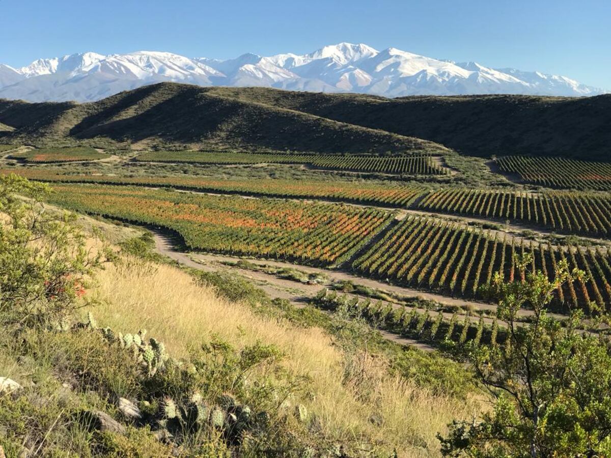 Bodega Alta Yarí, elegida como Bodega del año para la guía Descorchados (Javier Ferreyra / La Voz).
