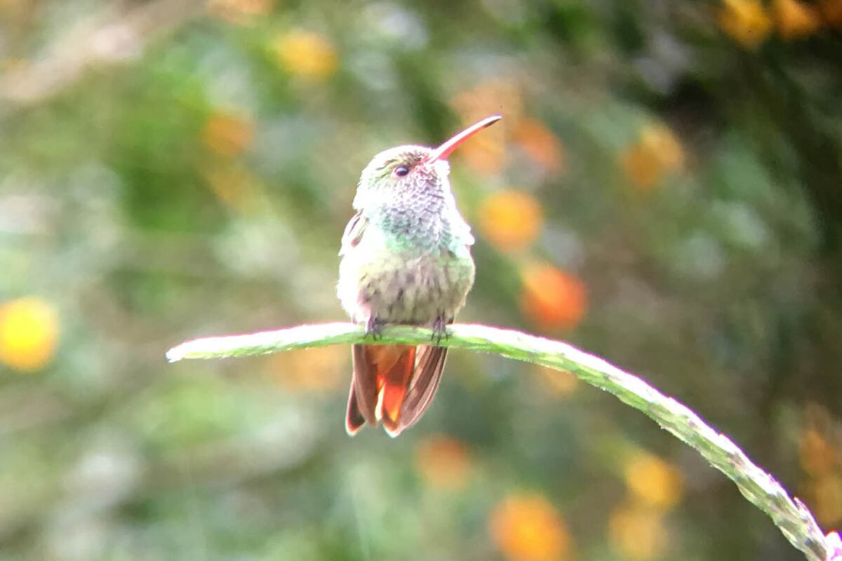 El colibrí se puede avistar con facilidad en las Tierras Altas panameñas.