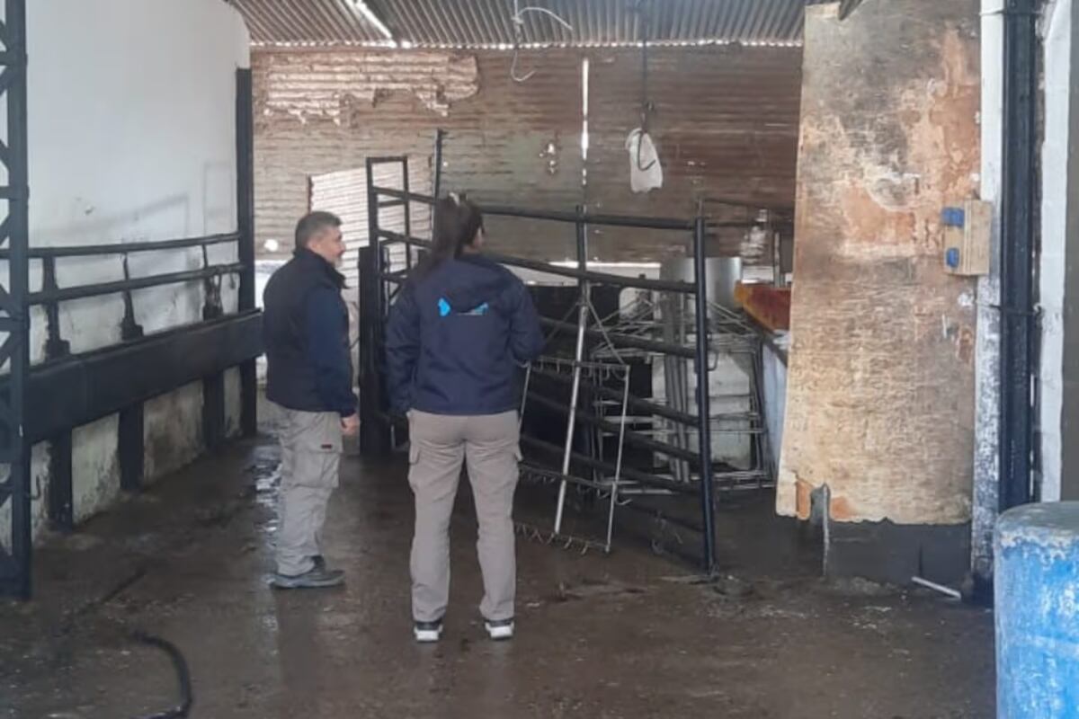 Córdoba: clausuraron un frigorífico por faena clandestina y malas condiciones sanitarias (Gentileza)