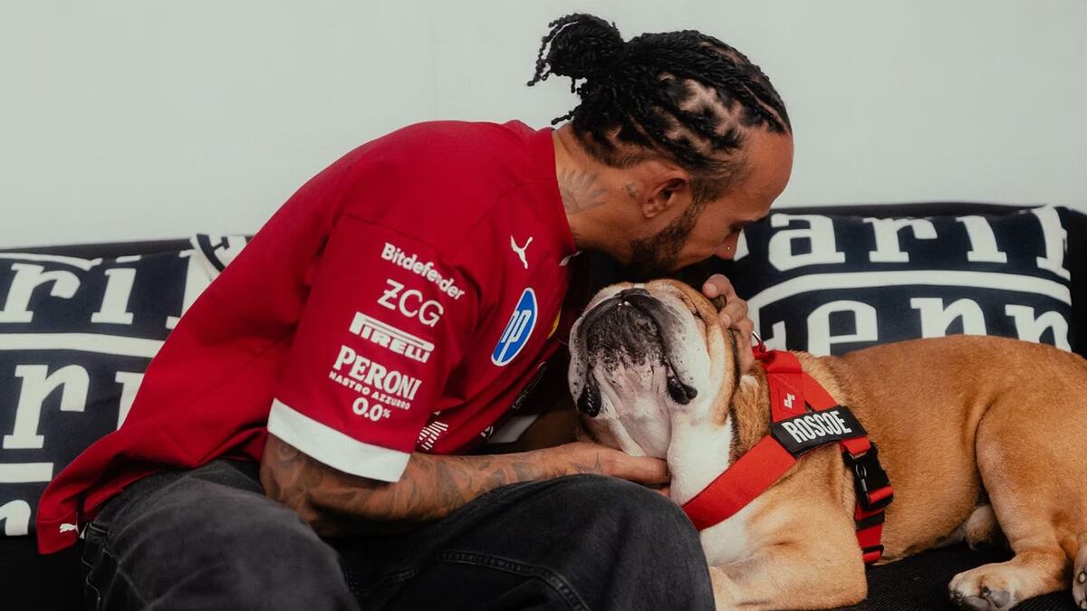 Roscoe, el bulldog que cambió la vida de Lewis Hamilton: de mascota fiel a estrella de la Fórmula 1 y embajador del veganismo