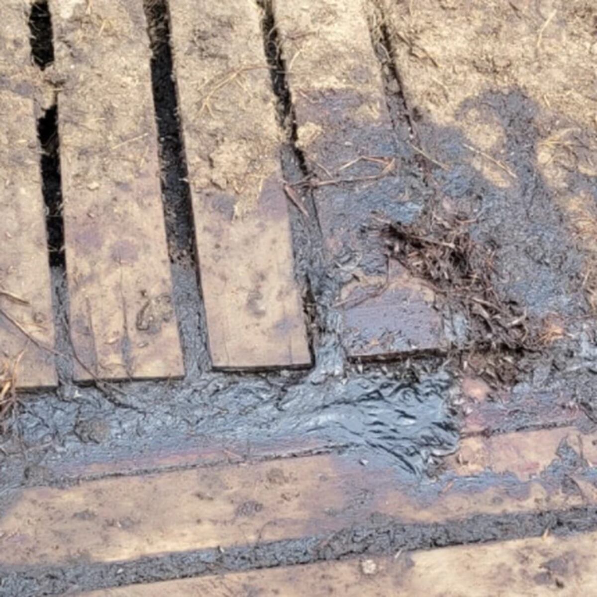 Las manchas de sangre que quedaron en el corral de los cerdos. (Foto / Natalí Spala)