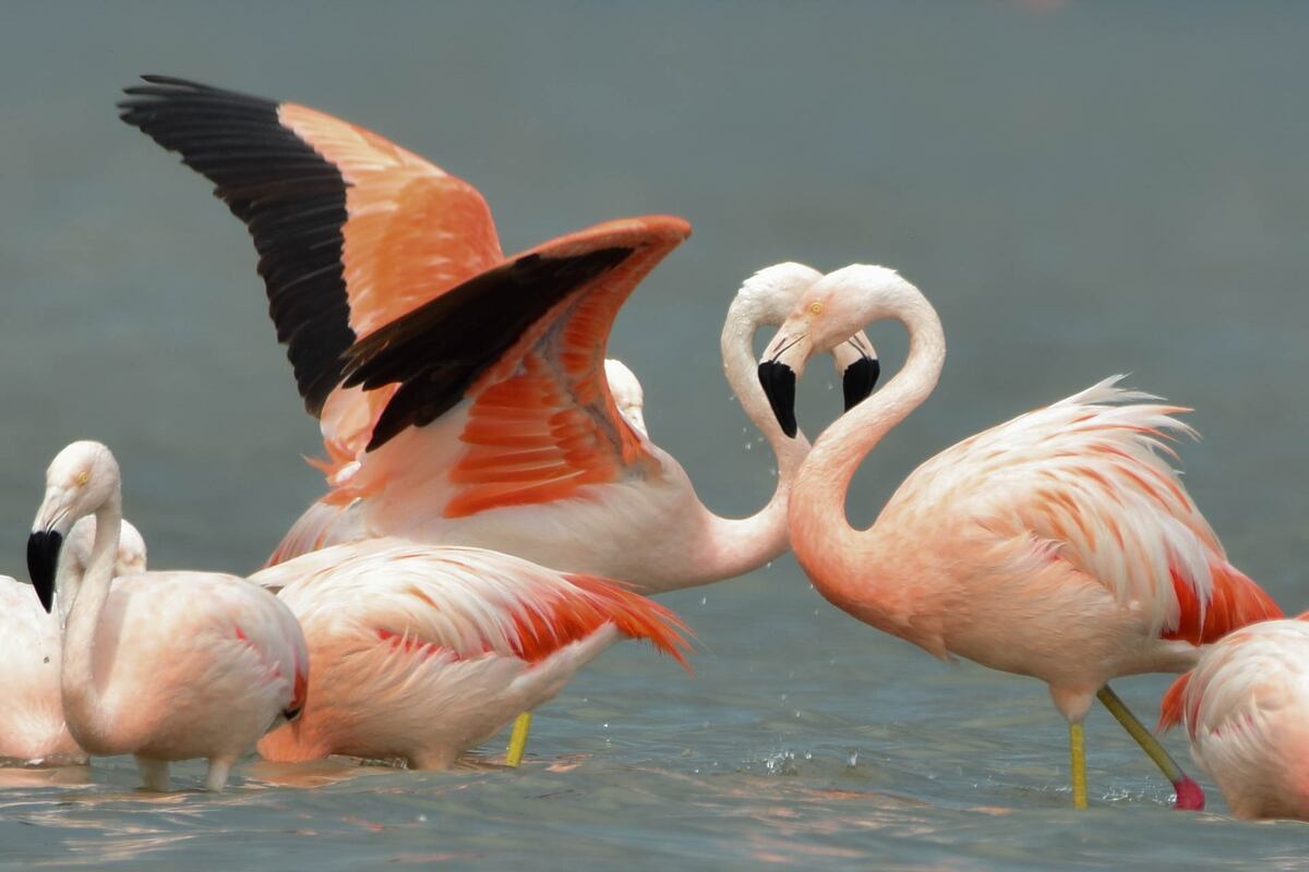 Lucila admira a los flamencos porque tienen una gran capacidad de adaptación a diferentes circunstancias. (Fundación Natura Argentina)