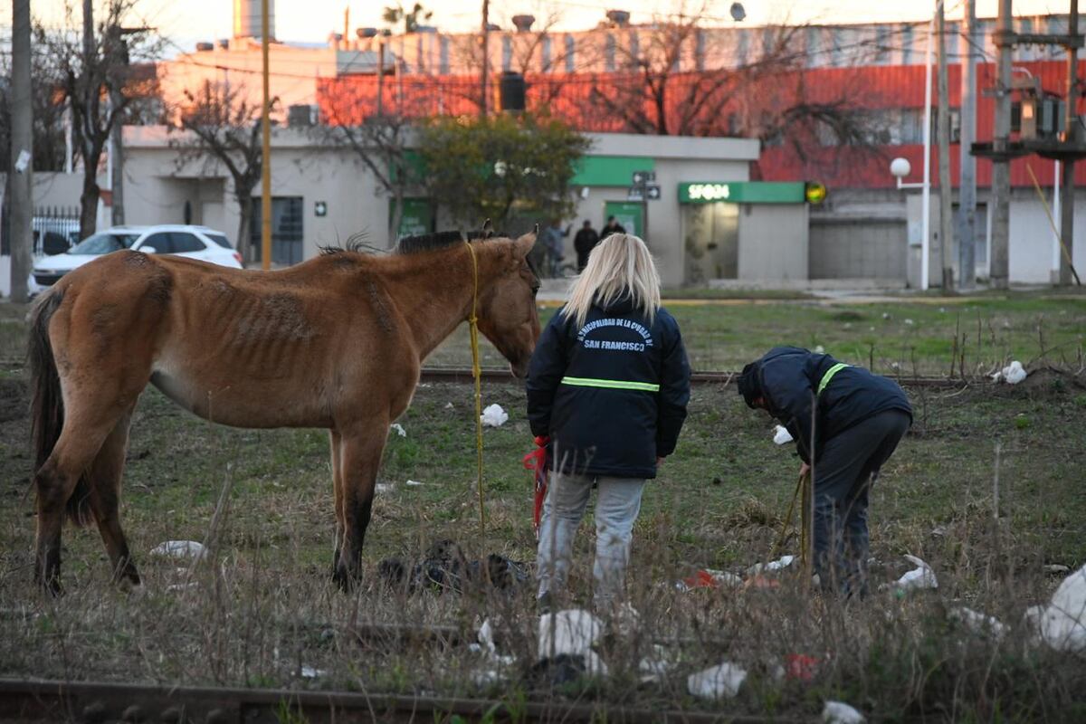 Operativos por caballos sueltos en San Francisco