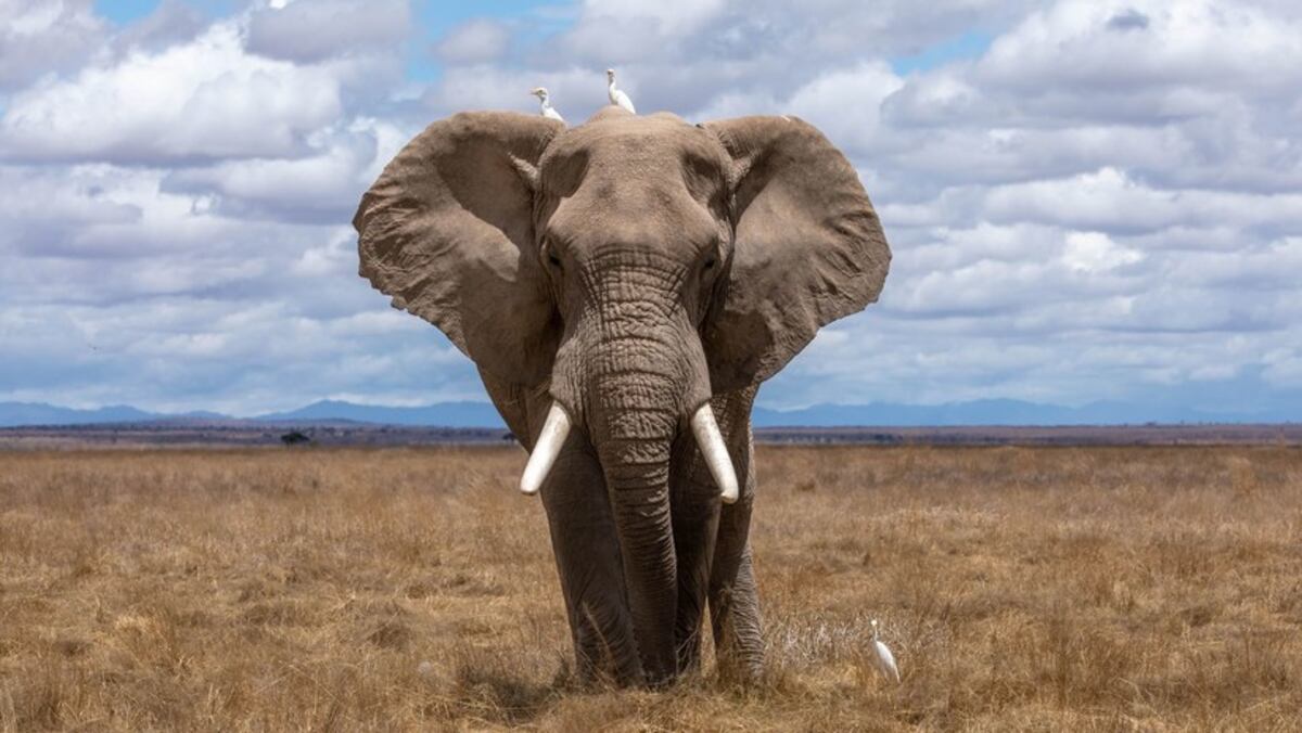 Imagen ilustrativa. Día del Elefante.